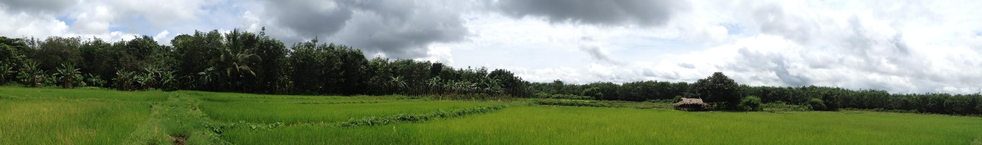 Rice-field landscape — worker and community voice at the source